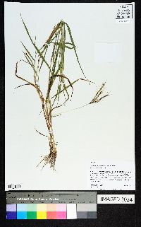 Dichanthium sericeum image