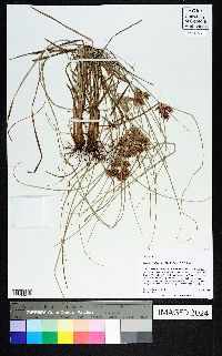 Cyperus floribundus image