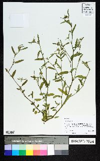 Sida rhombifolia image