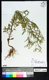 Parthenium hysterophorus image