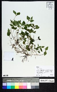 Calyptocarpus vialis image