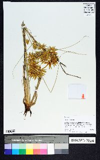 Cyperus oxylepis image