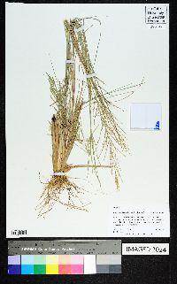 Diplachne fusca subsp. uninervia image