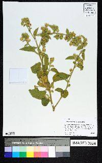 Abutilon abutiloides image