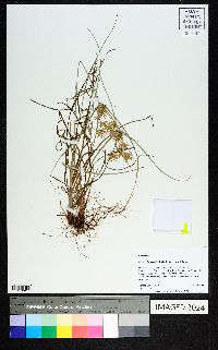 Cyperus floribundus image