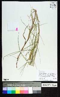 Cenchrus spinifex image