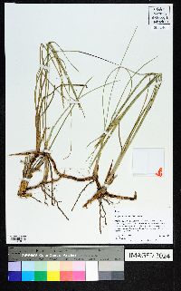 Paspalum monostachyum image