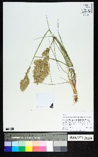 Eragrostis secundiflora image