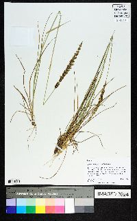 Sporobolus purpurascens image