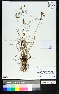 Cyperus retroflexus image