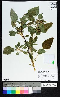 Amaranthus tuberculatus image