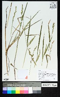 Echinochloa colona image