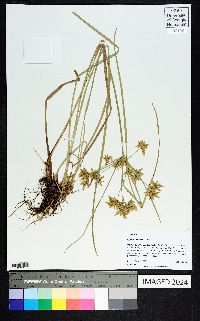 Cyperus ochraceus image