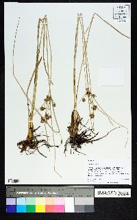 Cyperus elegans image