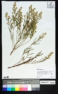 Baccharis neglecta image