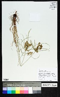 Cyperus retroflexus image