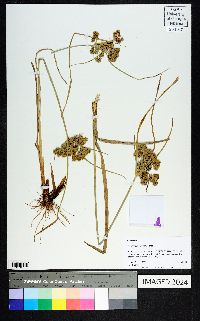 Cyperus surinamensis image