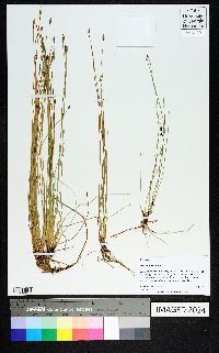 Eleocharis albida image