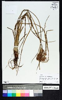 Cyperus esculentus var. macrostachyus image