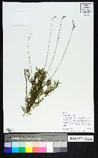 Oenothera sinuosa image