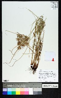 Cyperus floribundus image