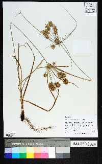 Cyperus retroflexus image