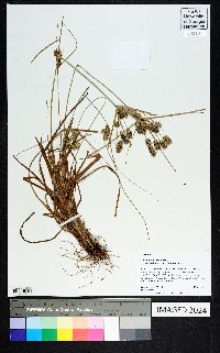 Cyperus retroflexus image