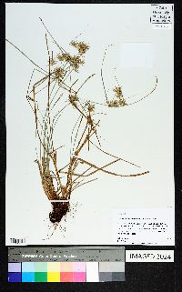 Cyperus floribundus image