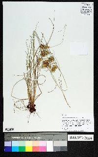 Cyperus floribundus image