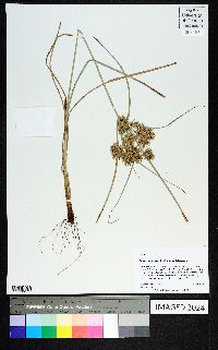 Cyperus floribundus image