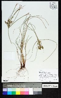 Cyperus retroflexus image