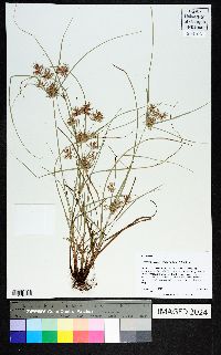 Cyperus floribundus image