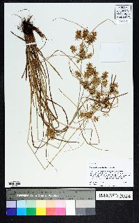 Cyperus retroflexus image