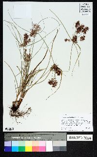 Cyperus floribundus image