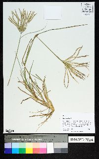 Chloris cucullata image