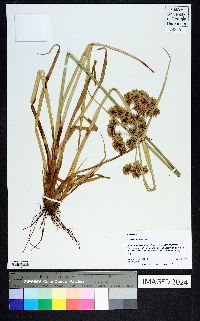 Cyperus virens image