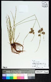 Cyperus pseudovegetus image