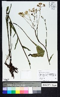 Arnoglossum ovatum image