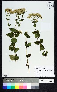 Eupatorium album image