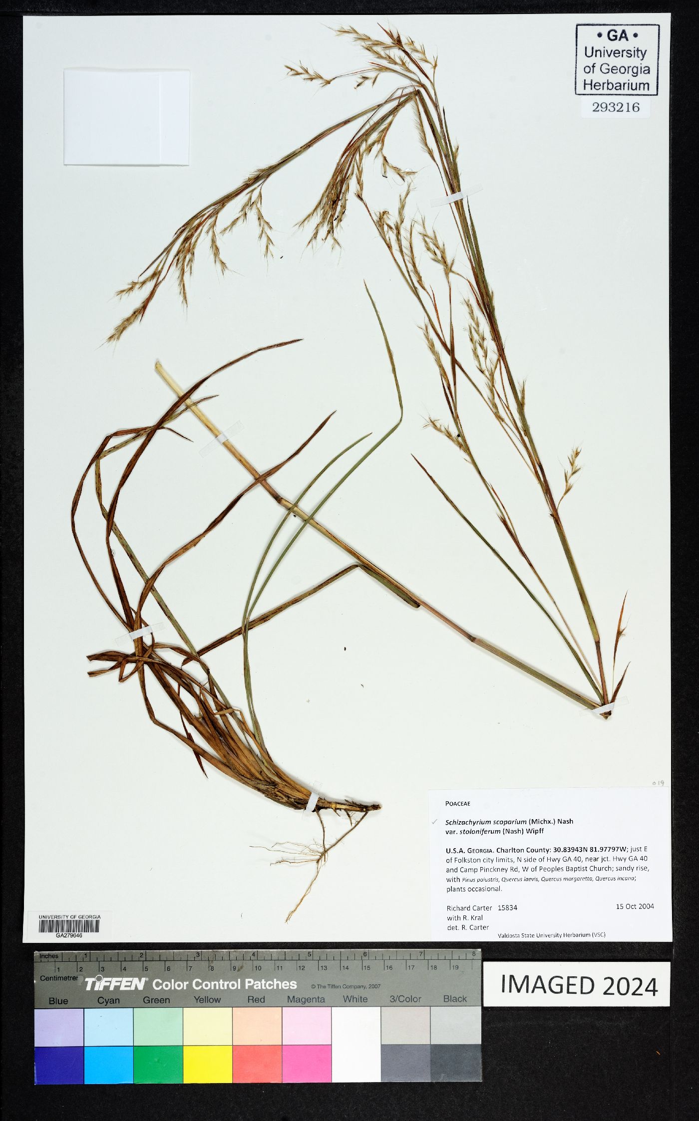 Schizachyrium scoparium var. stoloniferum image