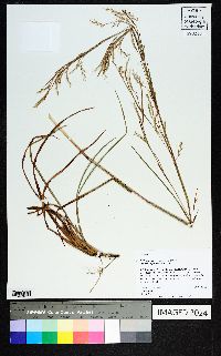 Schizachyrium scoparium var. stoloniferum image