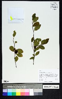 Ilex ambigua var. ambigua image