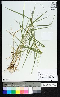 Panicum repens image