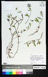 Richardia grandiflora image