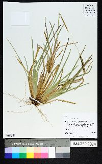 Eustachys petraea image