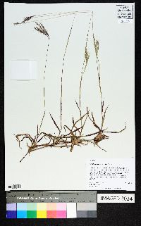 Bothriochloa pertusa image