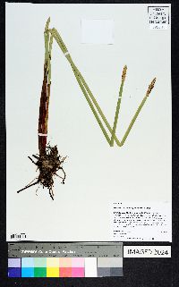 Eleocharis interstincta image