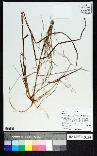 Schizachyrium scoparium var. stoloniferum image