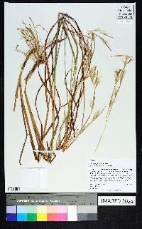 Andropogon ternarius var. cabanisii image