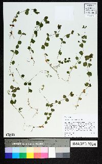 Drymaria cordata image